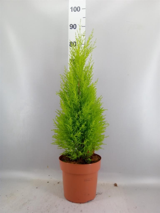 <h4>Cupressus macro. 'Goldcrest Wilma'</h4>