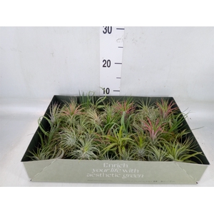 Tillandsia