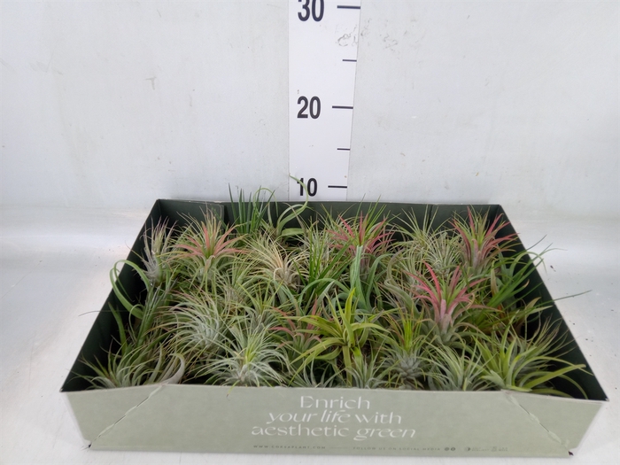 <h4>Tillandsia</h4>
