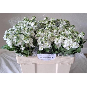 MATTH CENTUM WHITE