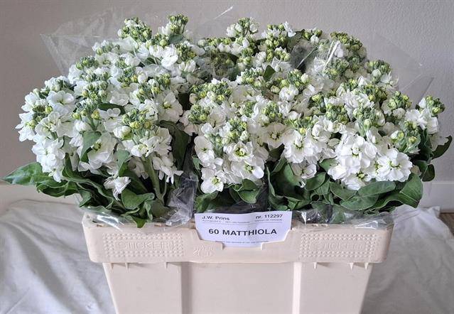 <h4>MATTH CENTUM WHITE</h4>