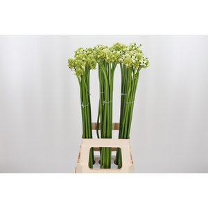 Ornithogalum Saundersiae