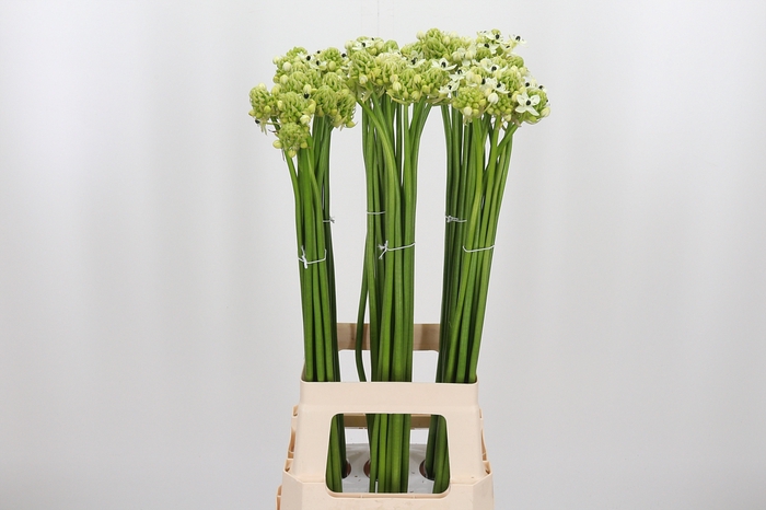 <h4>Ornithogalum Saundersiae</h4>
