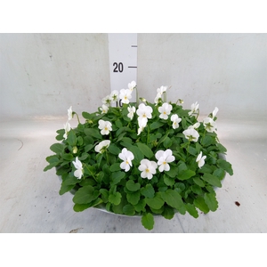 Viola corn. 'Deltini True White'