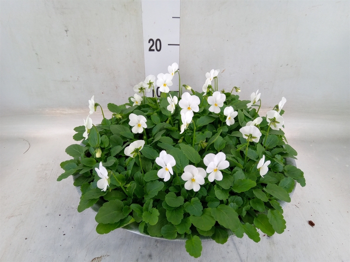 <h4>Viola corn. 'Deltini True White'</h4>