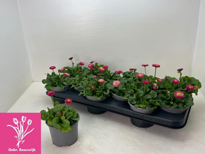 <h4>BELLIS P KL RU ROSE</h4>