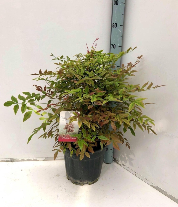 <h4>Nandina domestica</h4>