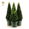 Buxus semp. Pyramid 55cm P21