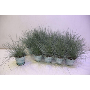 Fest Gl Compact Blue