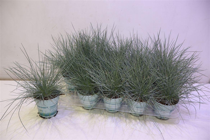 <h4>Fest Gl Compact Blue</h4>