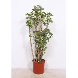 Polyscias balfouriana