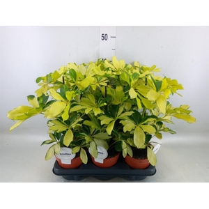 Schefflera arbor. 'Melanie'