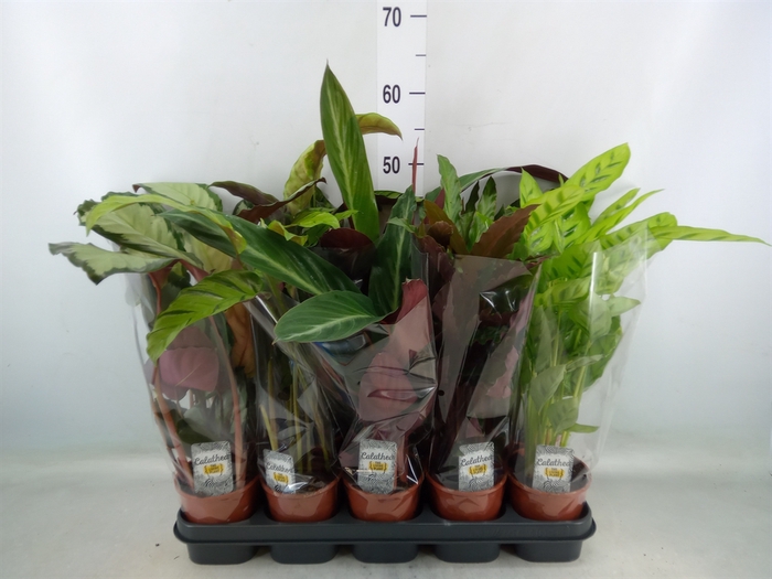 <h4>Calathea   ...mix 5</h4>