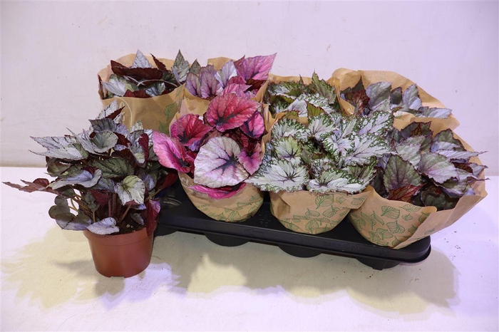 <h4>arr8 Beg Bel Gem</h4>