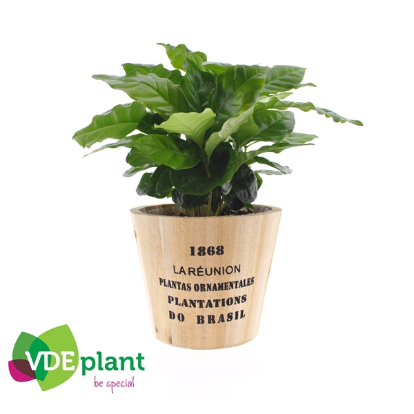<h4>Coffea arabica</h4>
