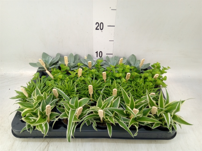 <h4>Planten  ..mix</h4>