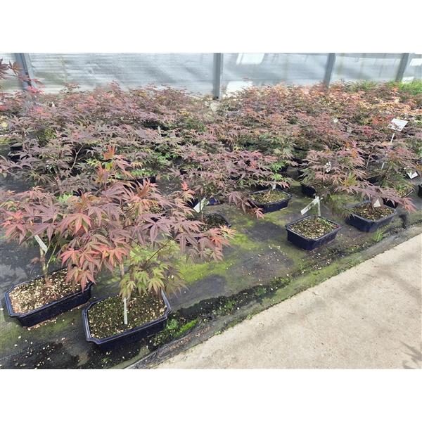 <h4>Acer palmatum "atropurpureum", pot 26cm.</h4>