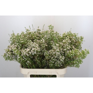 Chamelaucium Pearl Button