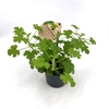 PELARGONIUM GRAVEOLENS P12 MOSKITO