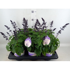 Salvia  'Salgoon Lake Blueberry'