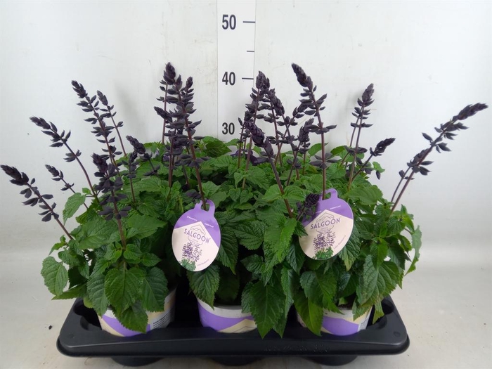 <h4>Salvia  'Salgoon Lake Blueberry'</h4>