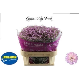 GYPS PA MY PINK 75/30GR