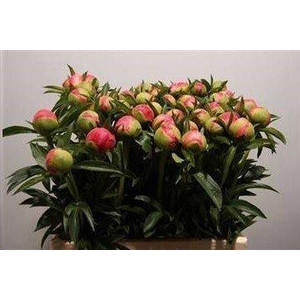 Paeonia coral charm