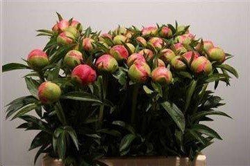 <h4>Paeonia coral charm</h4>