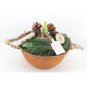 arr4 Amaryllis PL - Roest schaal oor