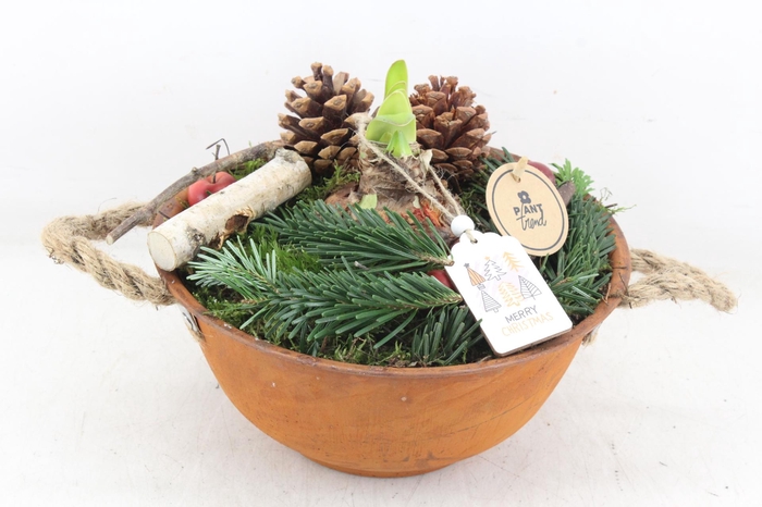 <h4>arr4 Amaryllis PL - Roest schaal oor</h4>