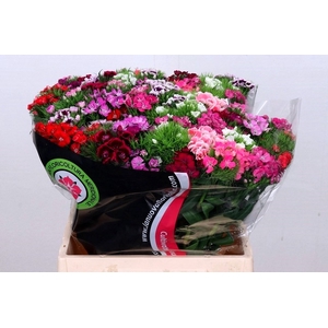 Dianthus Br Am Mix Rainbow