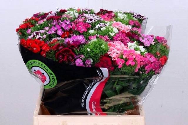 <h4>Dianthus Br Am Mix Rainbow</h4>