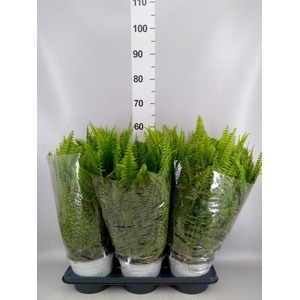 Nephrolepis exal. 'Sonata'