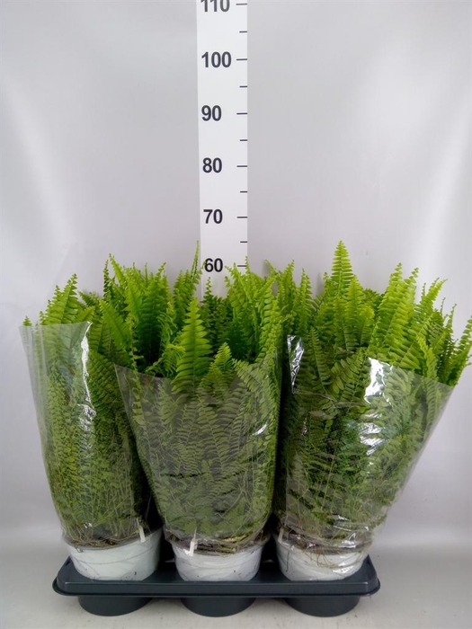 <h4>Nephrolepis exal. 'Sonata'</h4>