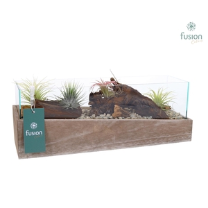 Aquarium Medium met Tillandsia Air plants