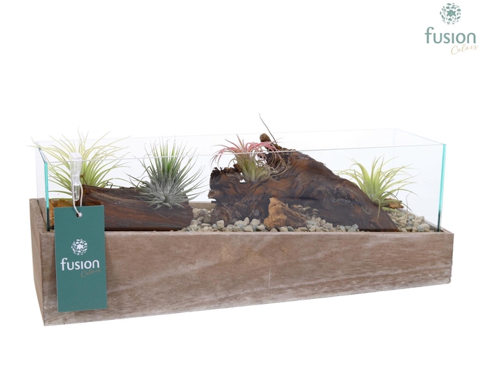 <h4>Aquarium Medium met Tillandsia Air plants</h4>