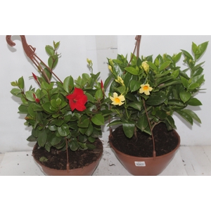 DIPLADENIA PICOLI C21 VARIADO
