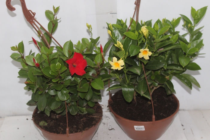 <h4>DIPLADENIA PICOLI C21 VARIADO</h4>