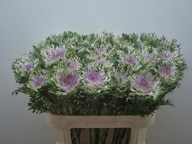 <h4>BRASS CRANE KING</h4>