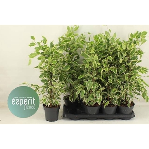 Ficus benjamina Samantha 14Ø 50cm 3pp