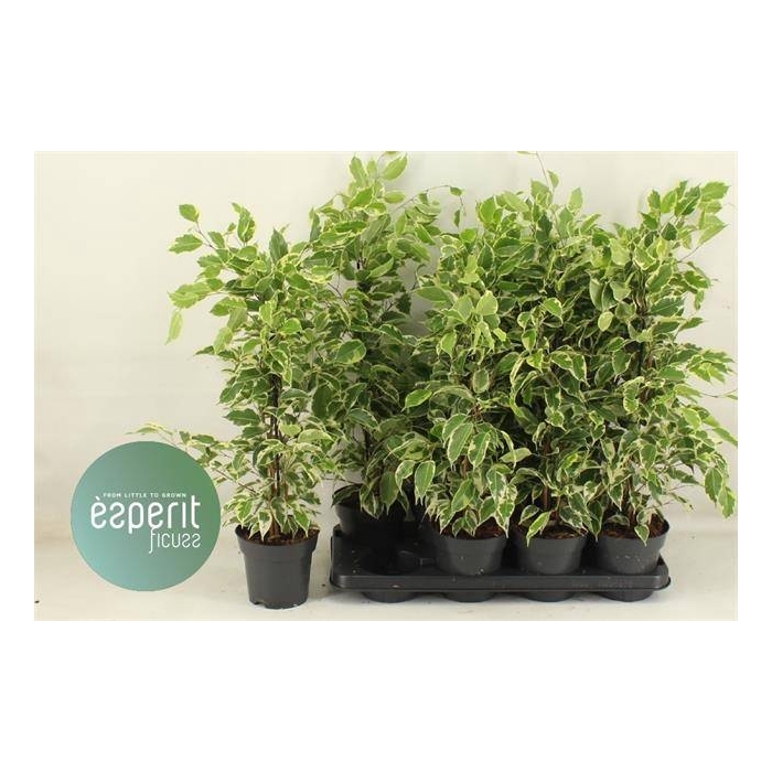 <h4>Ficus benjamina Samantha 14Ø 50cm 3pp</h4>