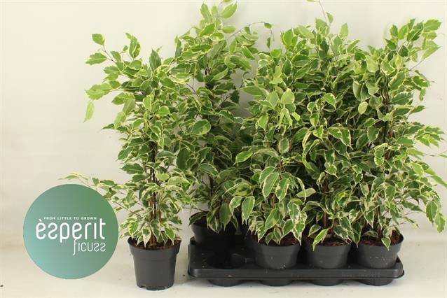 Ficus benjamina Samantha 14Ø 50cm 3pp