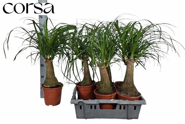 <h4>BEAUCARNEA RECUR</h4>