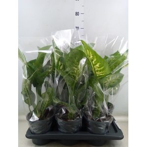 Dieffenbachia seg. 'Tropic Snow'