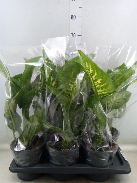 <h4>Dieffenbachia seg. 'Tropic Snow'</h4>