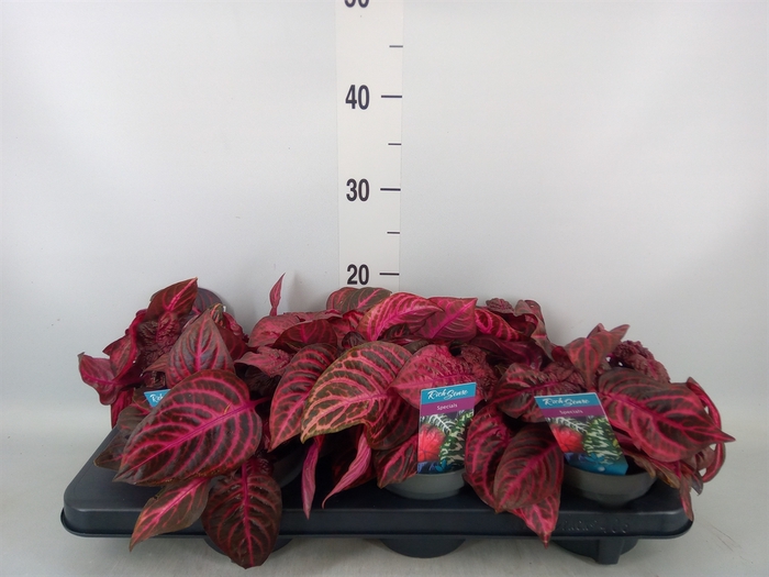 <h4>Iresine herbstii 'Rich Redstar'</h4>