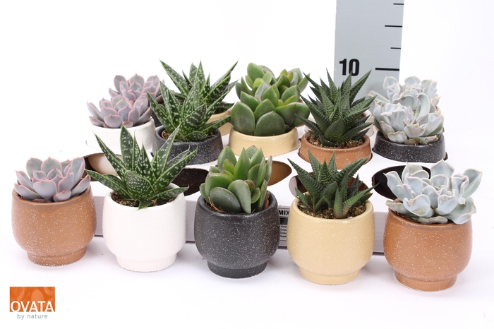 <h4>SUCC GEM 5 SRT</h4>