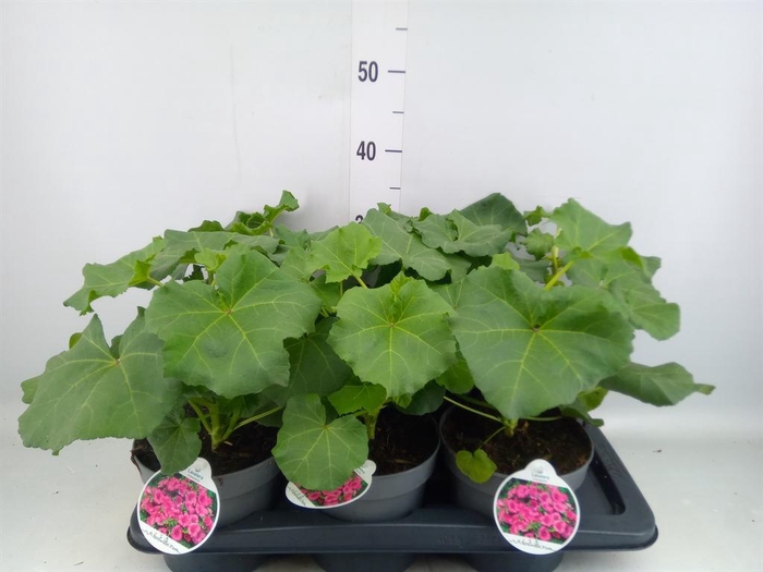 <h4>Lavatera   ...</h4>