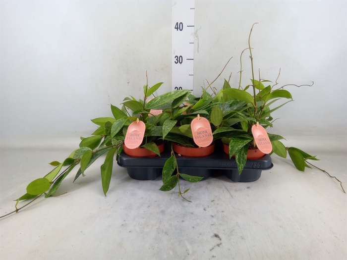 <h4>Hoya latifolia 'Rangsan'</h4>