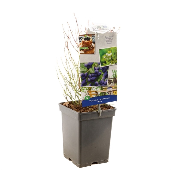 <h4>Vaccinium corymbosum Aino P18</h4>